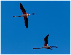 Flamands roses
